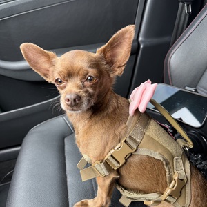 K9 Coco